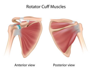 Rotator Cuff Muscle